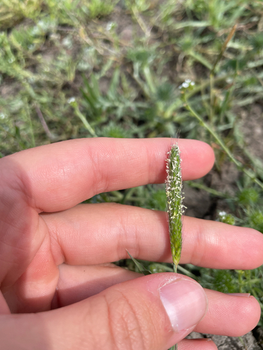 iNaturalist observation photo of Pacific foxtail