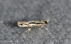 Melanocinclis lineigera