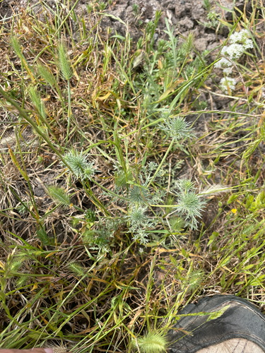 iNaturalist observation photo of Eryngos