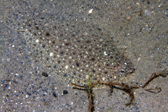 Citharichthys macrops