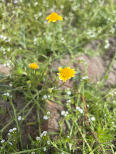 iNaturalist observation photo of Fremont's goldfields