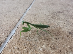 Stagmomantis fraterna