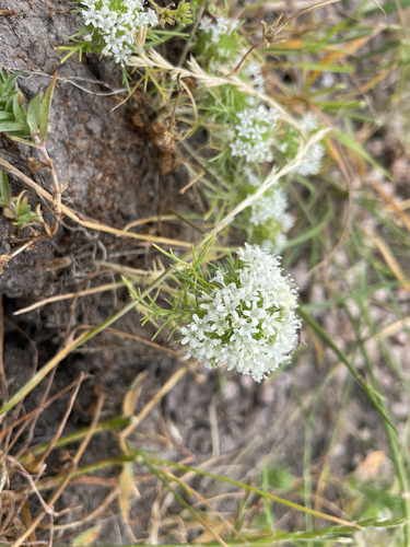 iNaturalist observation photo of Navarretia leucocephala leucocephala