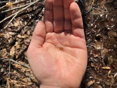 Eubranchipus neglectus