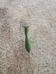 Stagmomantis fraterna