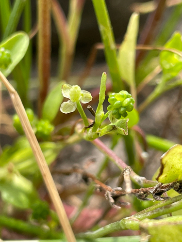 iNaturalist observation photo of Ranunculus bonariensis trisepalus