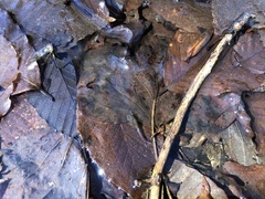 Eubranchipus neglectus