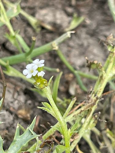 iNaturalist observation photo of Plagiobothrys stipitatus micranthus