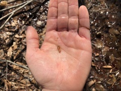 Eubranchipus neglectus