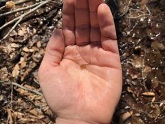 Eubranchipus neglectus