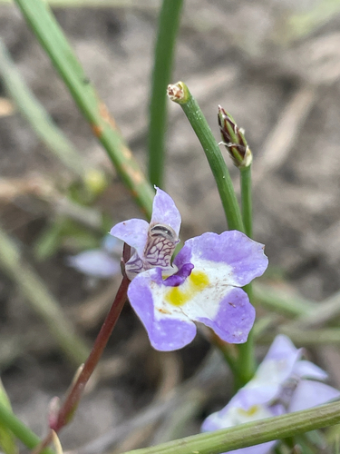 iNaturalist observation photo of Doublehorn Calicoflower