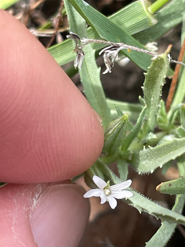 iNaturalist observation photo of Selfing Willowherb