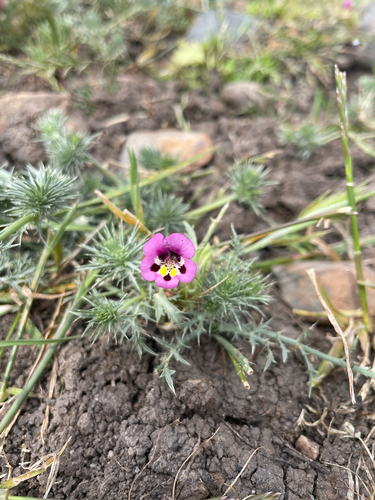 iNaturalist observation photo of tricolor monkeyflower