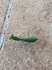 Stagmomantis fraterna