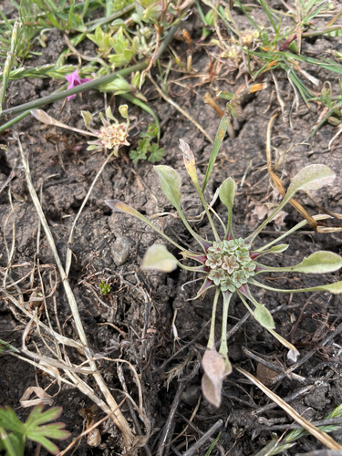 iNaturalist observation photo of hogwallow starfish