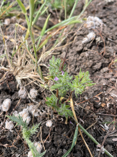 iNaturalist observation photo of Sacramento beardstyle