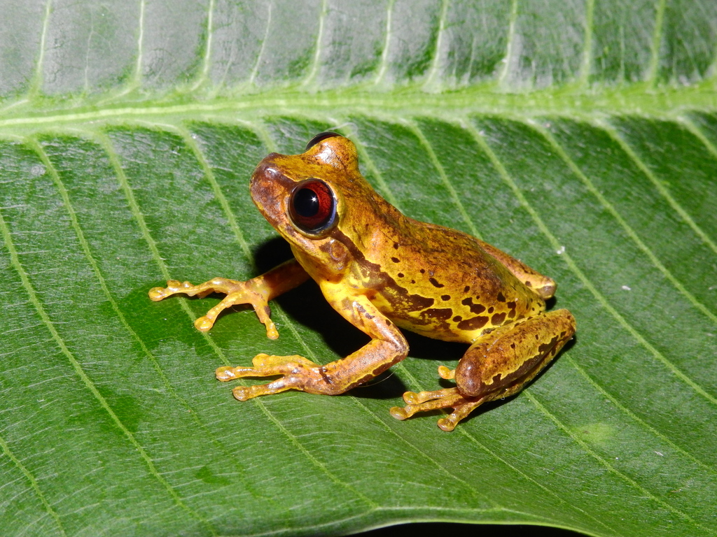 Sarcohyla floresi