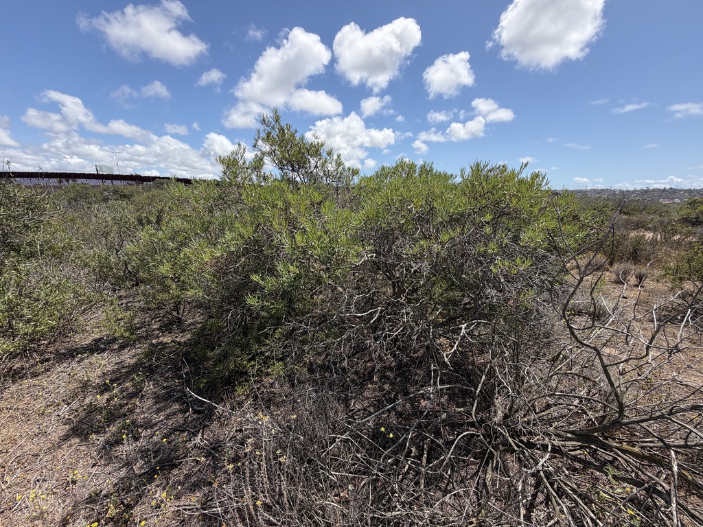 Ornithostaphylos oppositifolia; photograph (c) Ian McFaul, some rights reserved (CC BY)