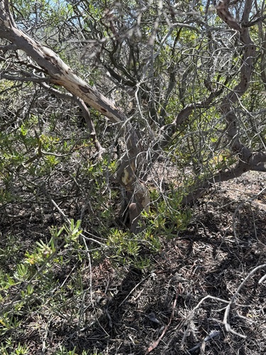 Ornithostaphylos oppositifolia, photograph 2