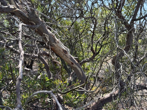 Ornithostaphylos oppositifolia, photograph 3