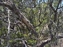 (c) Ian McFaul, some rights reserved (CC BY) Ornithostaphylos oppositifolia, photograph (c) Ian McFaul, some rights reserved (CC BY)