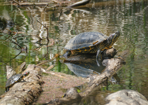 Trachemys scripta elegans