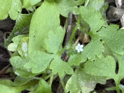 Nemophila aphylla, 2026-04-26