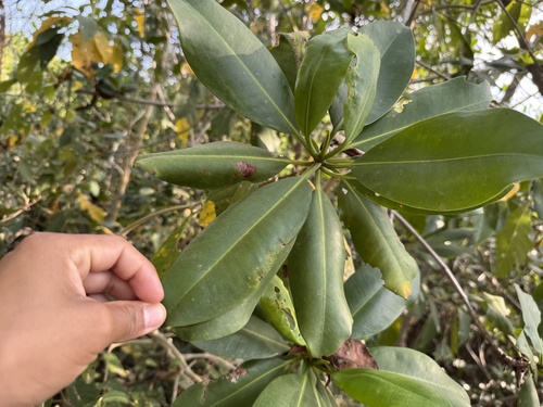 Mangle rojo (Rhizophora mangle)