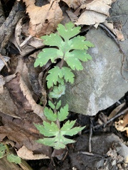 Hydrophyllum virginianum