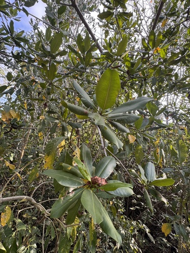 Mangle rojo (Rhizophora mangle)