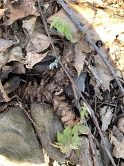 Hydrophyllum virginianum