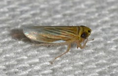 Graminella villica