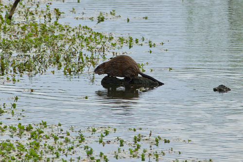 animal observation 2