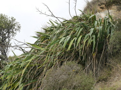 Phormium cookianum hookeri