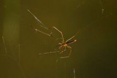 Tetragnathidae