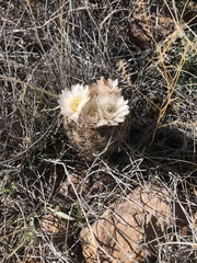 Echinomastus intertextus