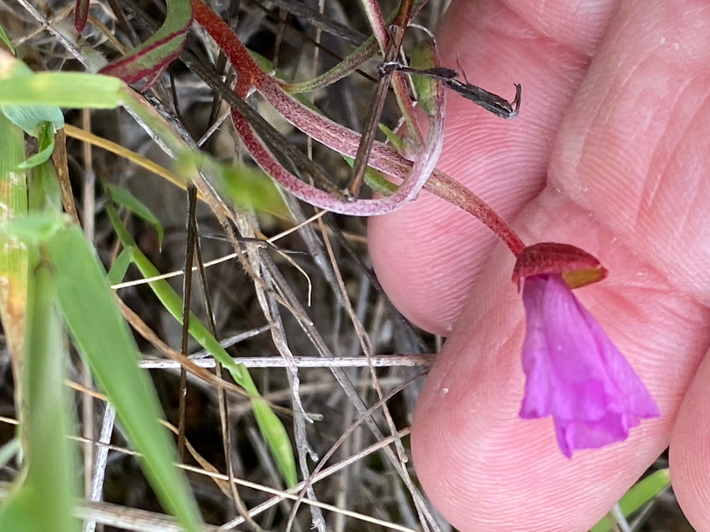 Clarkia gracilis; photograph (c) Rebecca Johnson, some rights reserved (CC BY)