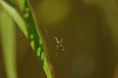 Tetragnathidae