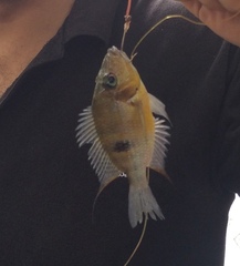 Thorichthys pasionis