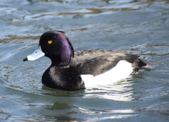 Aythya fuligula