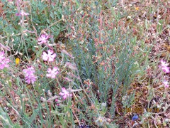 Thymelaea pubescens
