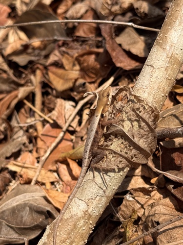 Longtail Spiny Lizard (Sceloporus siniferus)