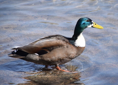 Anas platyrhynchos domesticus