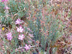 Thymelaea pubescens
