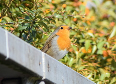 Erithacus rubecula