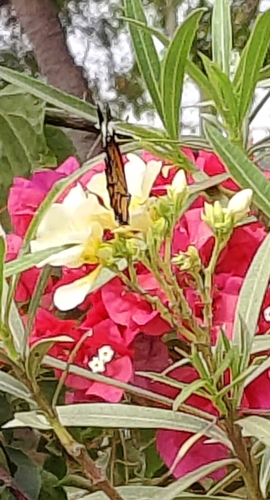 Common Tiger Butterfly