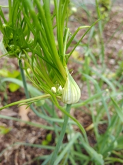 Allium