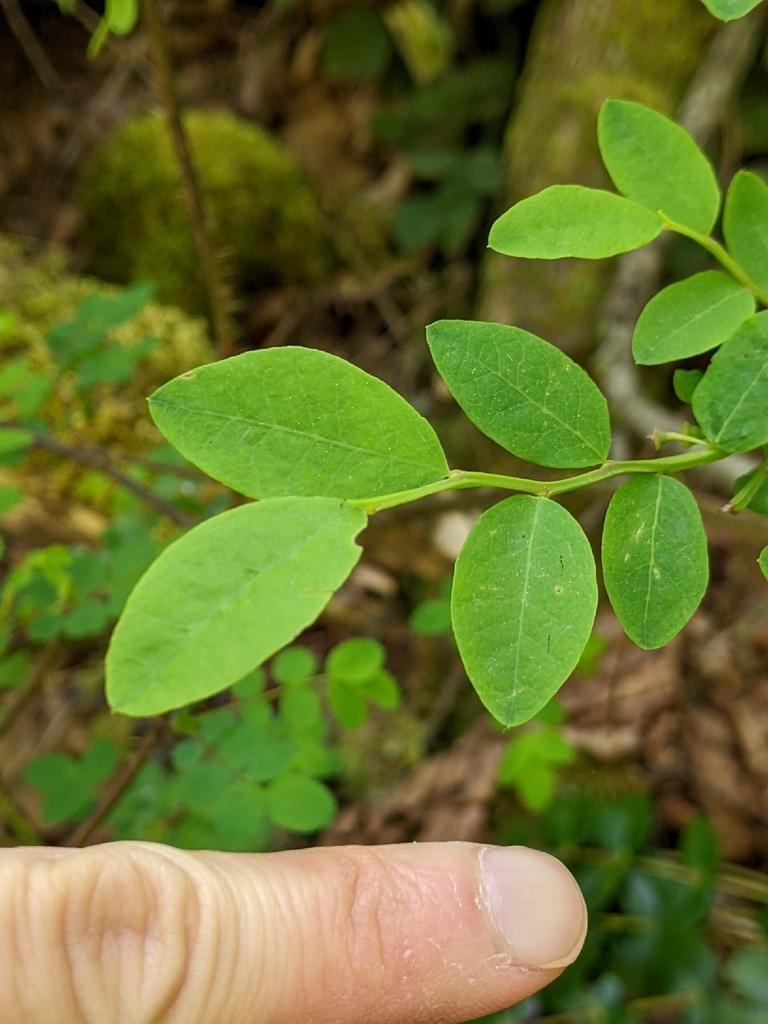 Red Hackberry Red Huckleberry from Discovery Park Road & Texas Way, Seattle, WA 98199 ...