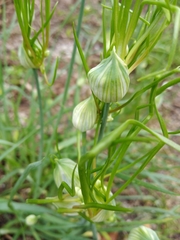 Allium