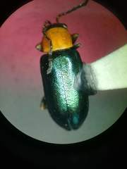 Scelolyperus torquatus